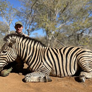 South Africa Hunt Burchell's Plain Zebra