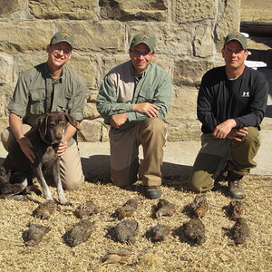 South Africa Hunt Sandgrouse