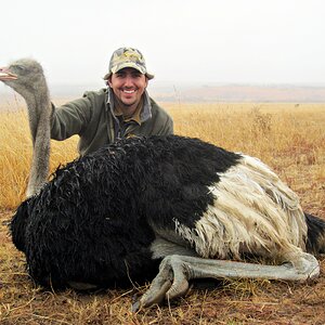 South Africa Hunt Ostrich