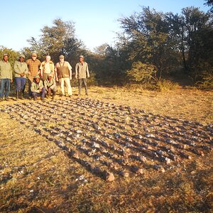 South Africa Hunting Doves & Pigeons