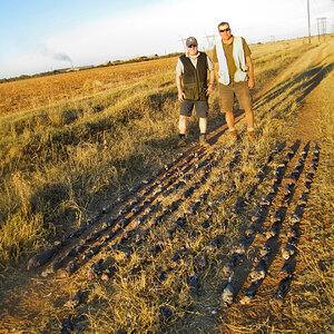 South Africa Hunt Doves & Pigeons