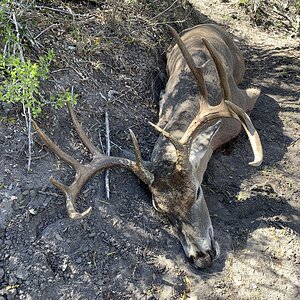 Hunting White-tailed Deer in USA