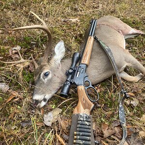 USA Hunting White-tailed Deer