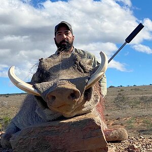 Warthog Hunting South Africa