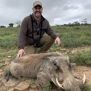 South Africa Hunt Warthog