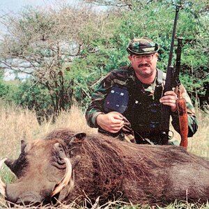 Hunt Warthog in South Africa