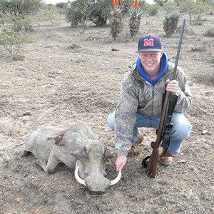 Warthog Hunt South Africa