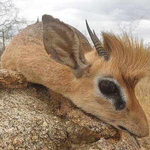 Hunt Damara-dik-dik in Namibia