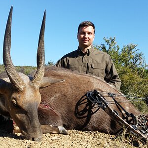 South Africa Bow Hunting Bushbuck