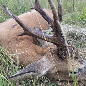 Roe Deer Hunt England