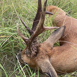 Hunting Roe Deer in England