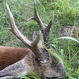 Roe Deer Hunt