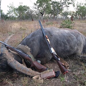 Aciatic Water Buffalo Australia Hunt