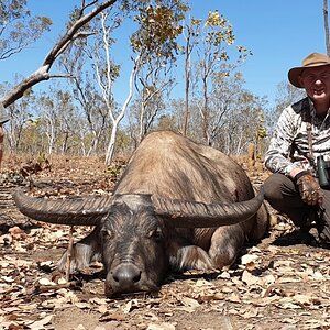 Aciatic Water Buffalo Australia Hunt