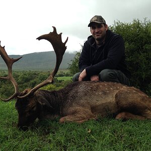 Fallow Deer Africa Hunting
