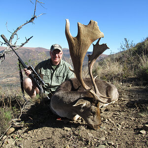 Fallow Deer Africa Hunting