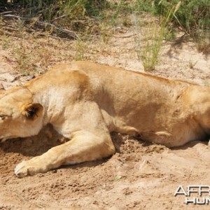 Hunting Lioness with Cheetau Safaris