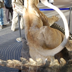 Taxidermy at Safari Club International Convention