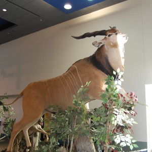 Taxidermy at Safari Club International Convention