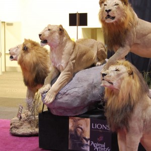 Taxidermy at Safari Club International Convention