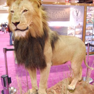 Taxidermy at Safari Club International Convention