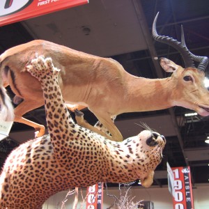 Taxidermy at Safari Club International Convention