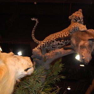 Taxidermy at Safari Club International Convention