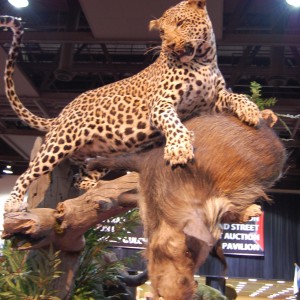 Taxidermy at Safari Club International Convention