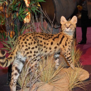 Taxidermy at Safari Club International Convention