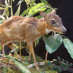 Taxidermy at Safari Club International Convention