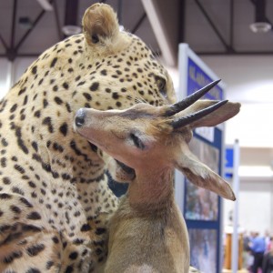 Taxidermy at Safari Club International Convention