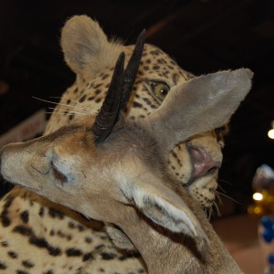 Taxidermy at Safari Club International Convention