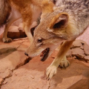 Taxidermy at Safari Club International Convention