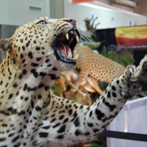 Taxidermy at Safari Club International Convention