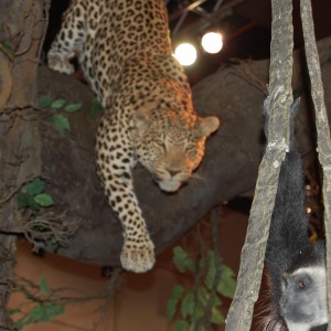 Taxidermy at Safari Club International Convention