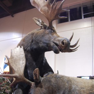 Taxidermy at Safari Club International Convention