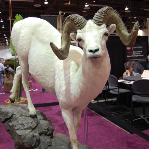 Taxidermy at Safari Club International Convention