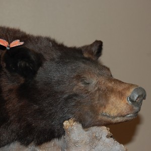 Taxidermy at Safari Club International Convention