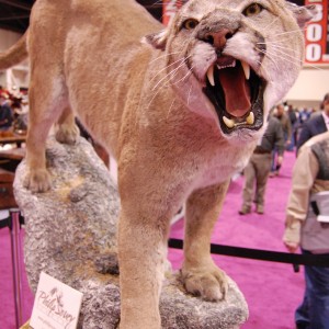 Taxidermy at Safari Club International Convention