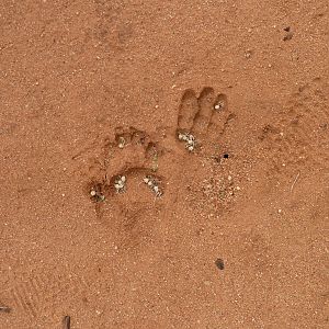 Chacma Baboon Track