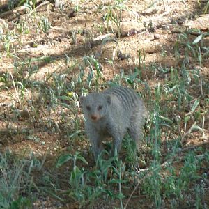 Banded Mongoose Namibia