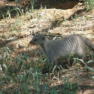 Banded Mongoose Namibia