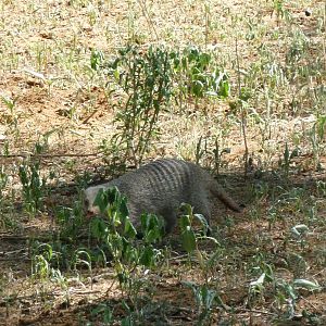 Banded Mongoose Namibia