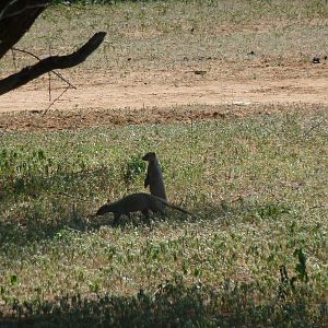 Banded Mongoose Namibia