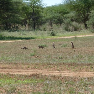 Banded Mongoose Namibia