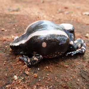 Banded Rubber Frog namibia