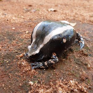 Banded Rubber Frog namibia