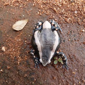 Banded Rubber Frog namibia