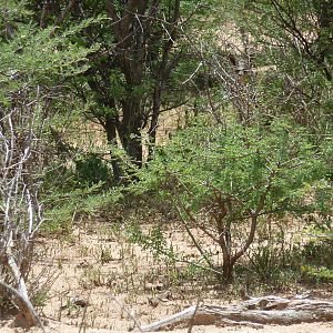 Bat Eared Fox Namibia