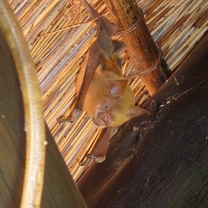 Bat Namibia